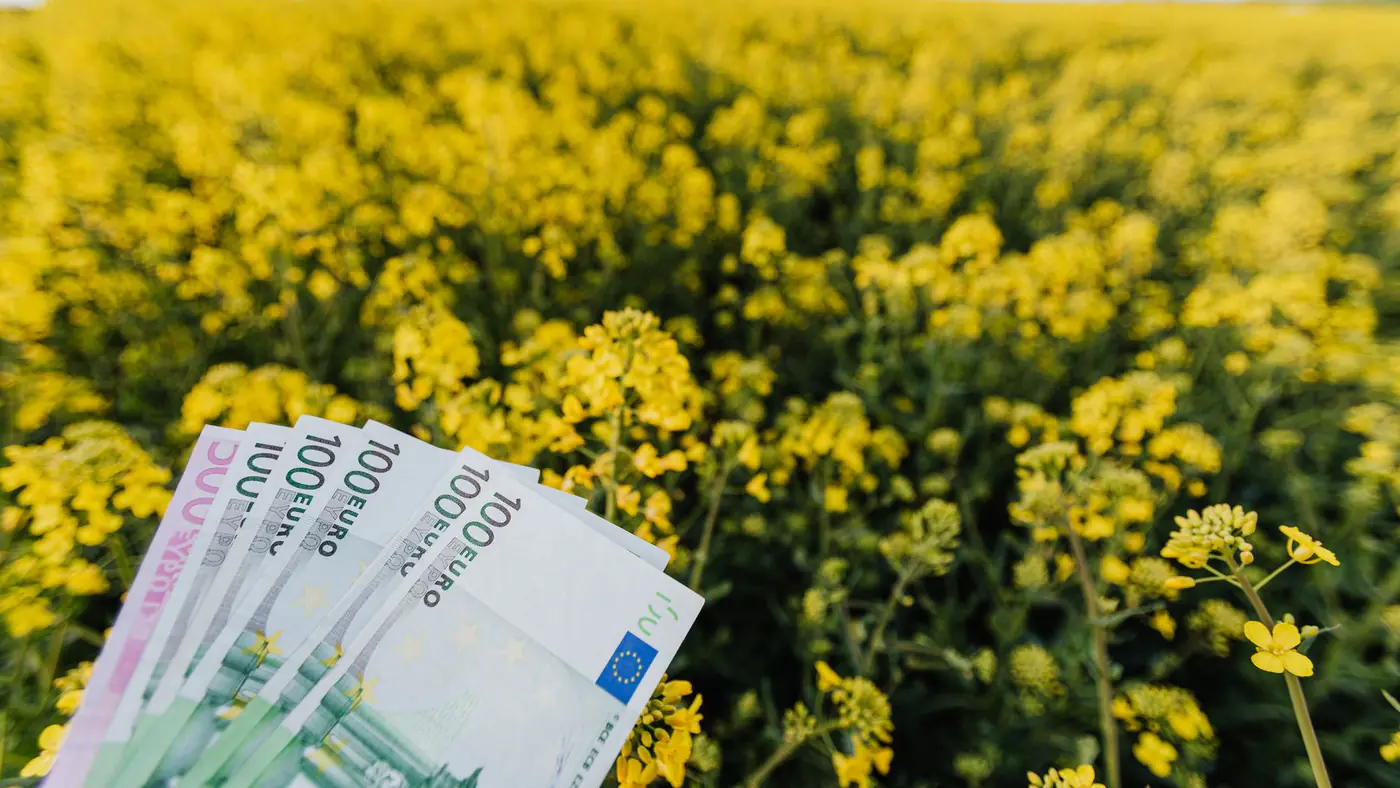 Various Russian paper banknotes located on picturesque view of bright blossom field on cloudy day